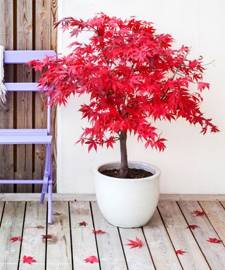 red japanese maple tree in a white container on wooden decking