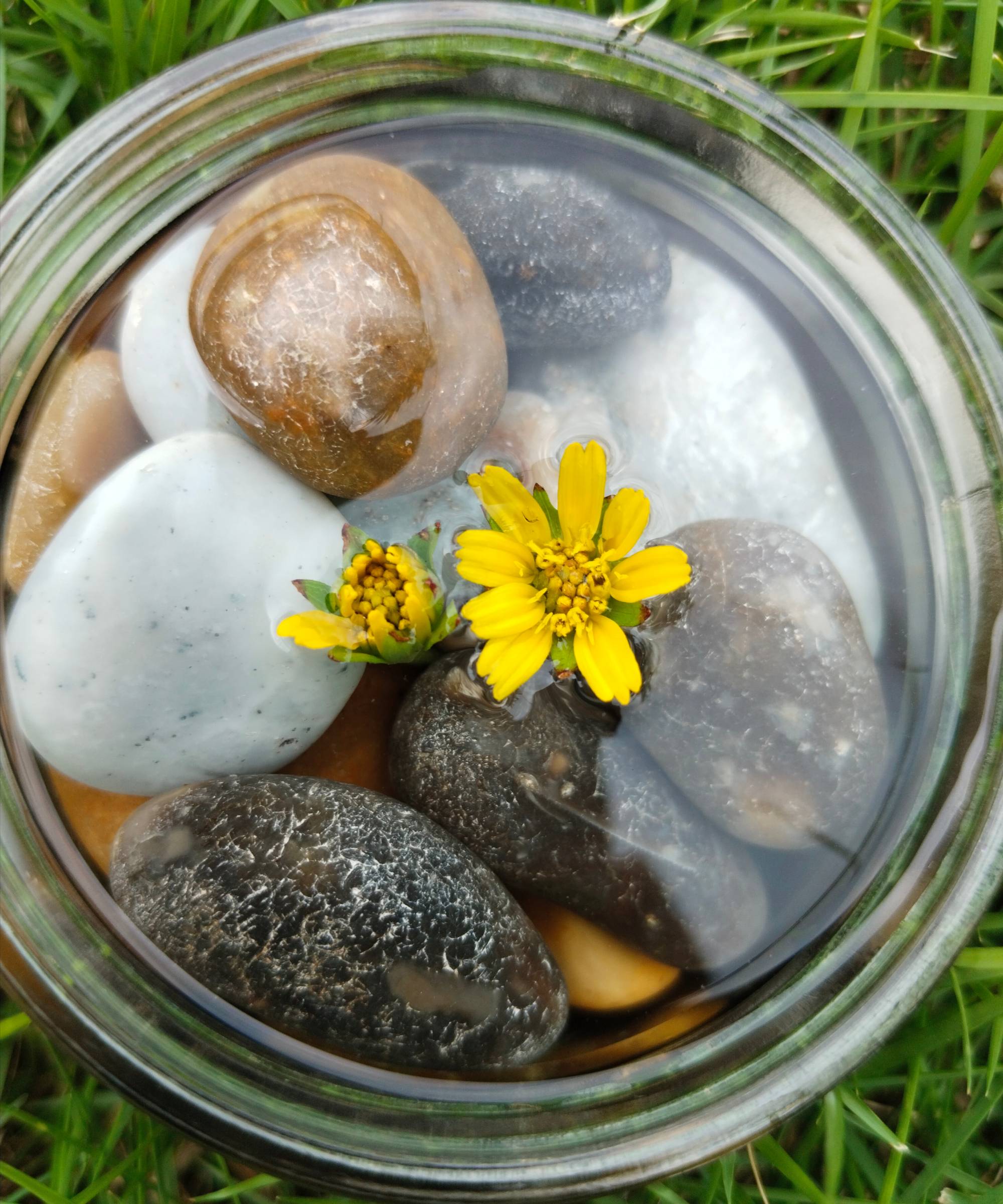 pollinator water station