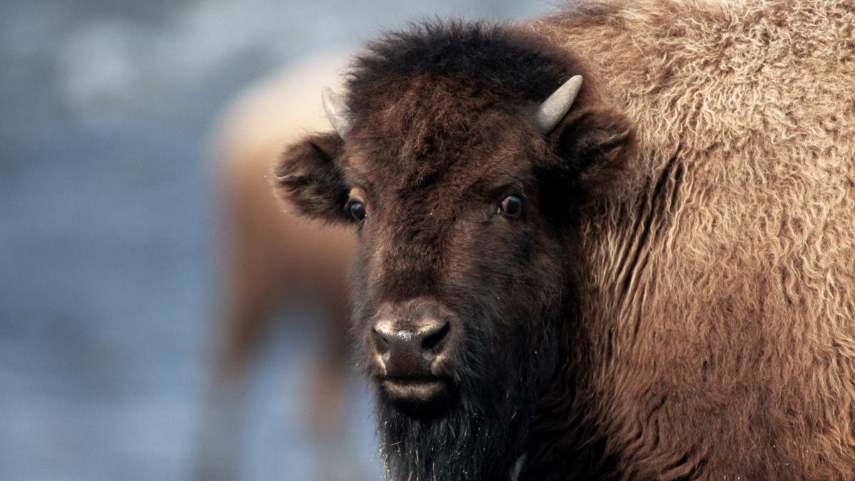 Close-up photo of bison&#039;s face