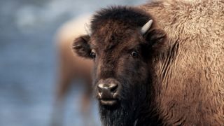 Close-up photo of bison's face