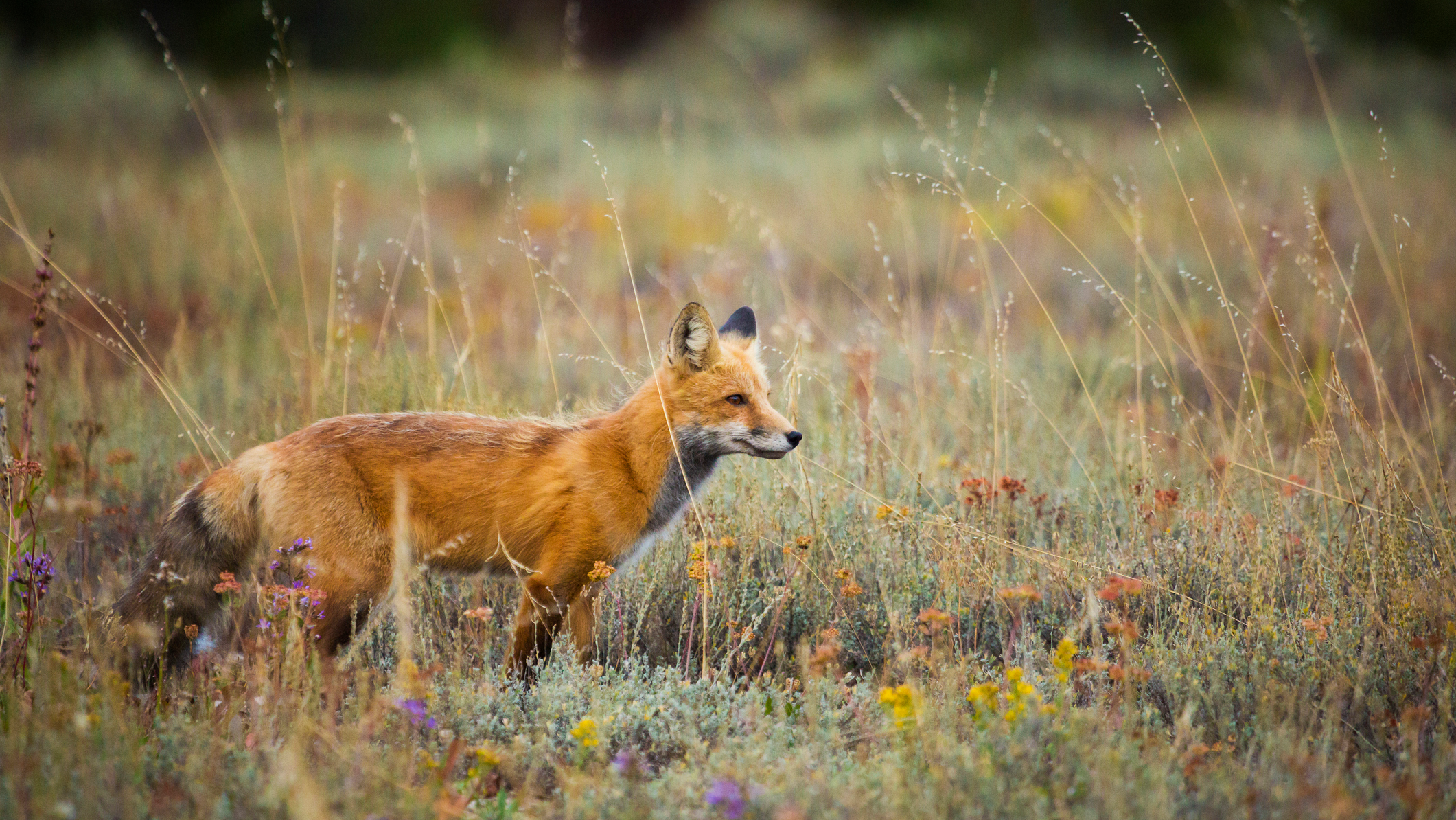 Fox at Grand Teton