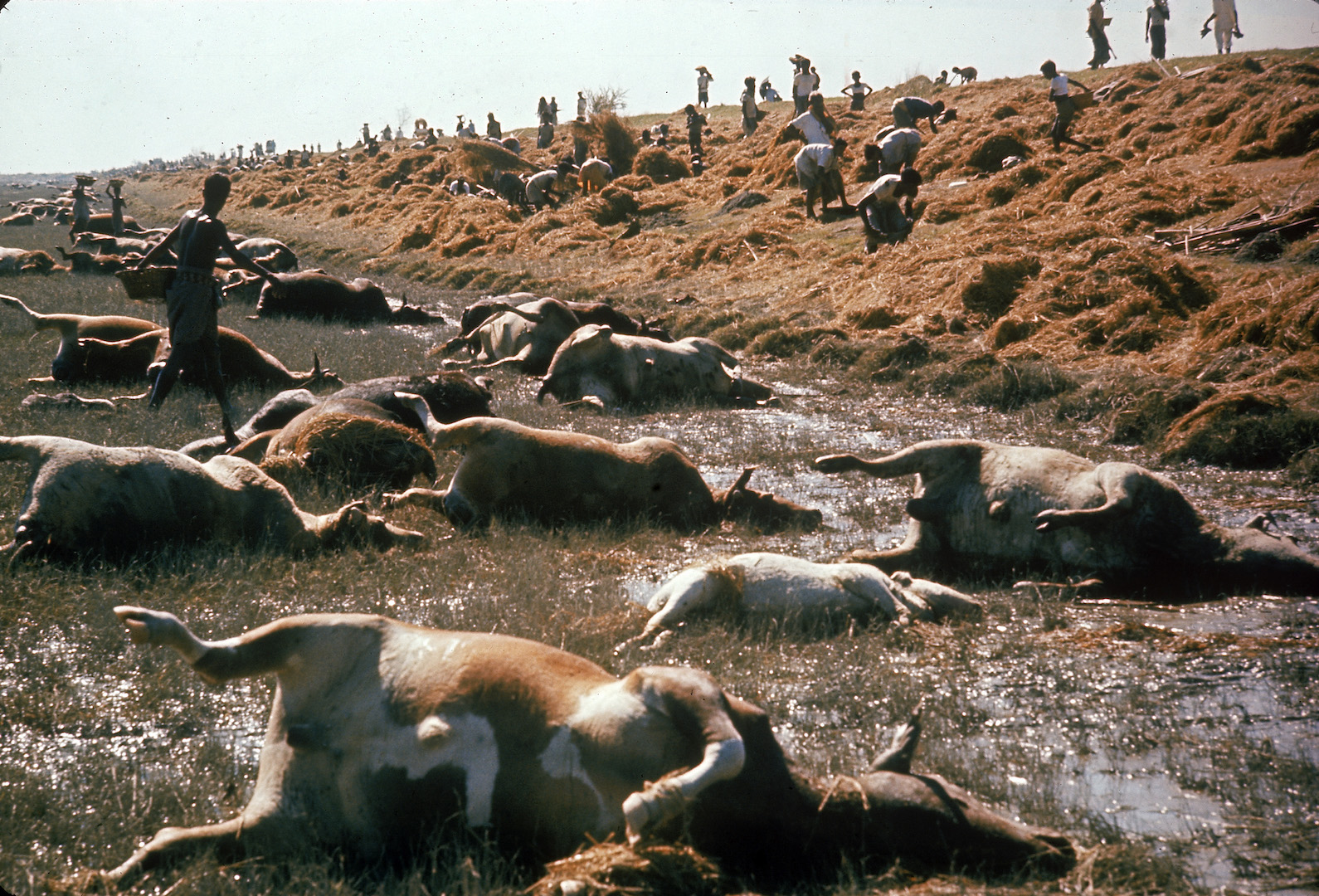 Villagers walk through a field of dead cattle and search for rice and other grains to salvage, near Sonapur, East Pakistan (later Bangladesh), in the aftermath of the massive cyclone and accompanying tidal wave that slammed the area in November 1970.