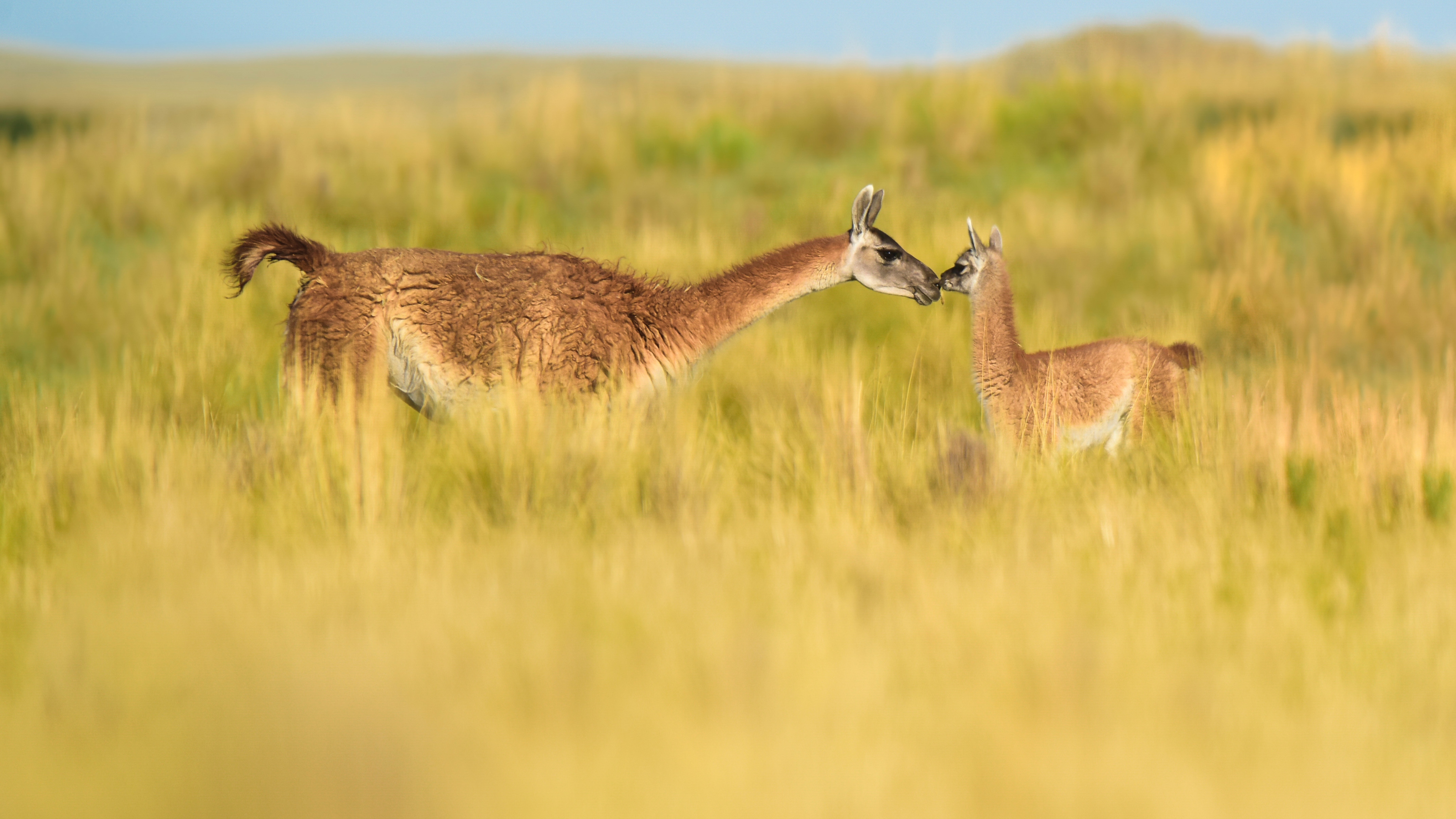 A guanaco and its young in grassland