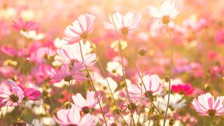 Spring Solstice 2023: Cosmos flower under sunlight in the field, pink flowers against a green background in the sunshine.