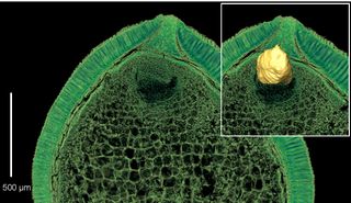 Virtual sections of an angiosperm seed from the Early Cretaceous revealing well-preserved embryo (2D reconstruction left and 3D reconstruction right) and nutrient storage tissue.