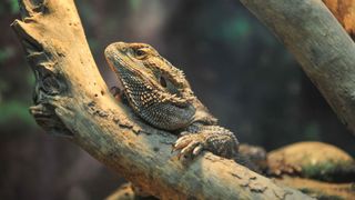 Bearded dragon climbing a tree