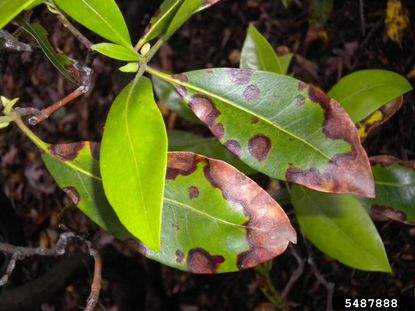 10.07.16 – laurel's leaves