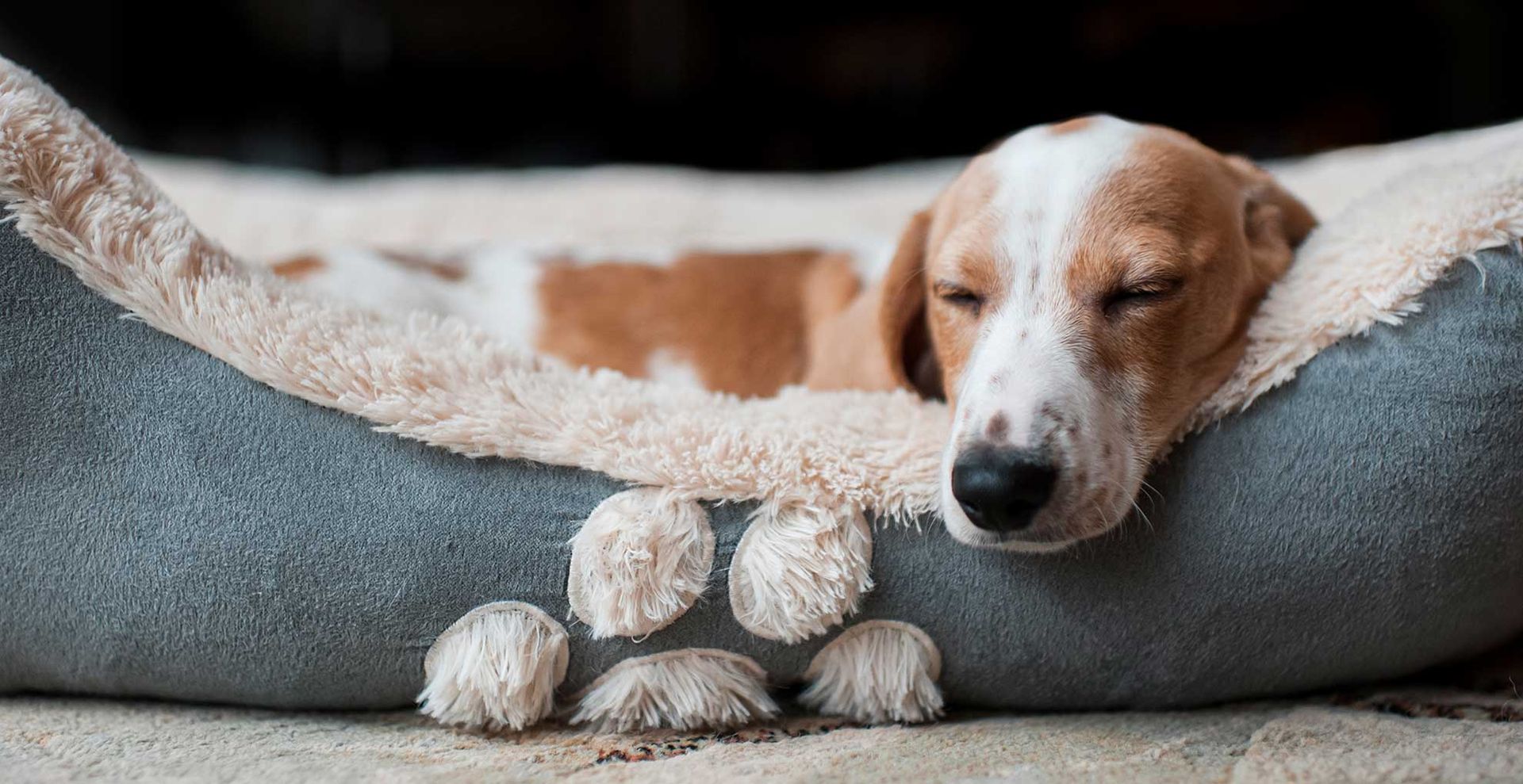 Puppy asleep in a dog bed to show one of the things you should never put in a washing machine according to an expert