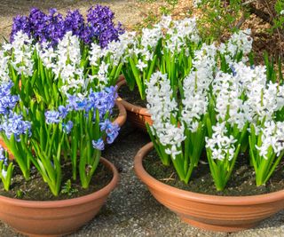 Hyacinths smell wonderful and can be grown inside and out, in pots and the soil