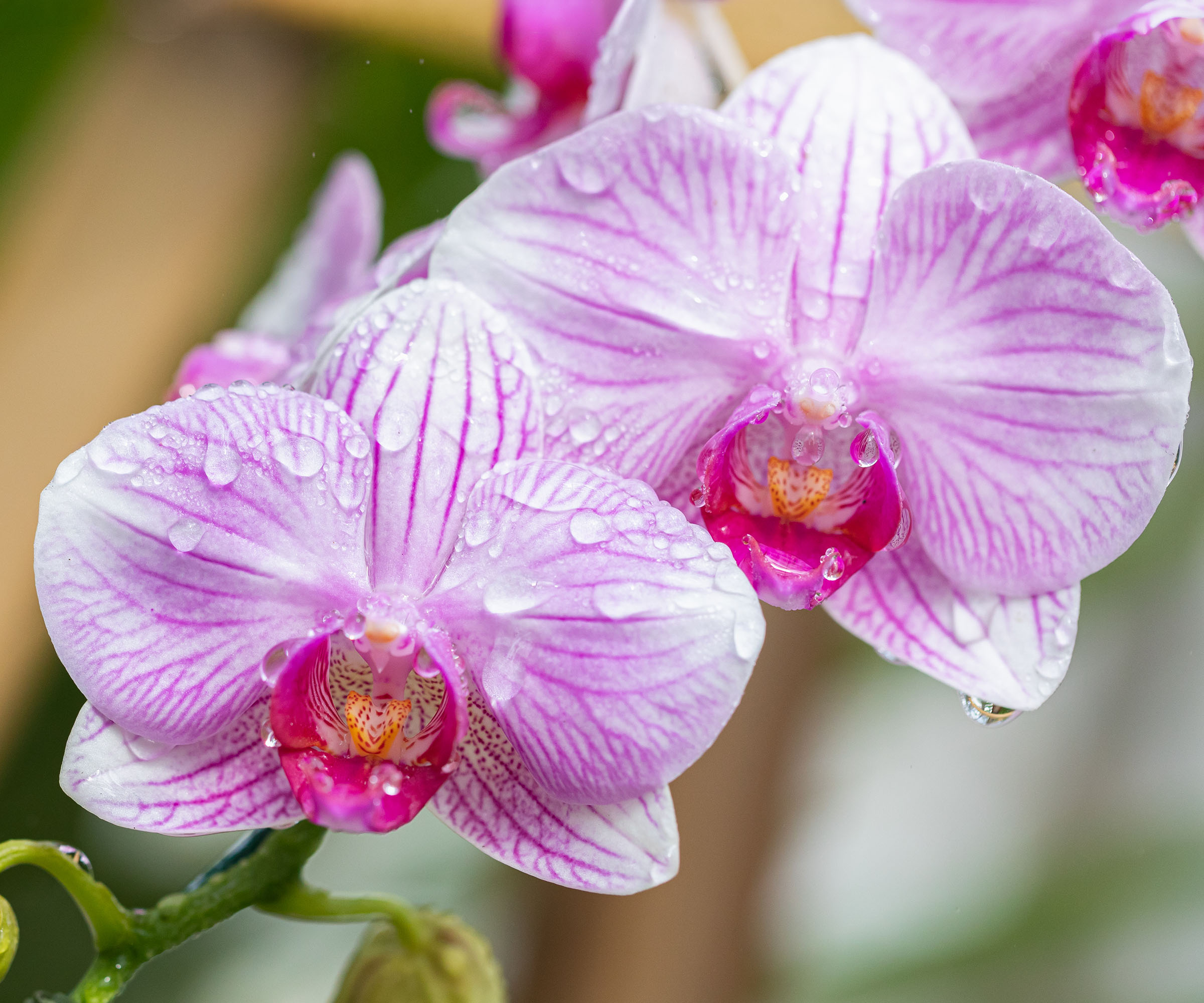 Pink Phalaenopsis orchid flowers covered with water droplets, suggesting humidity