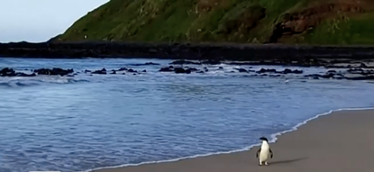 The penguin after being released into the wild.