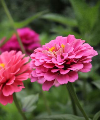 Zinnias in a garden bed