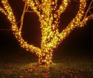 A tree wrapped in Christmas lights