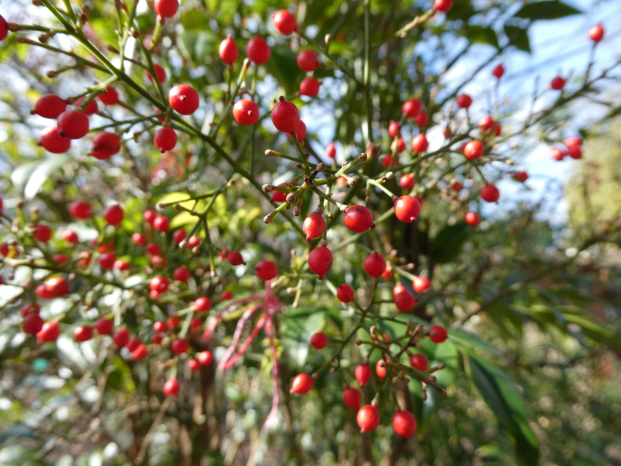 A sample image taken with the Panasonic Lumix ZS99