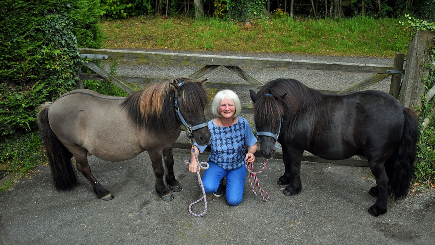 Linda Rose Shetlands 2