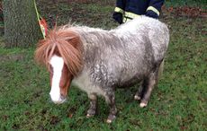 trowbridge-pony.jpg
