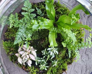 Plants in a jar terrarium