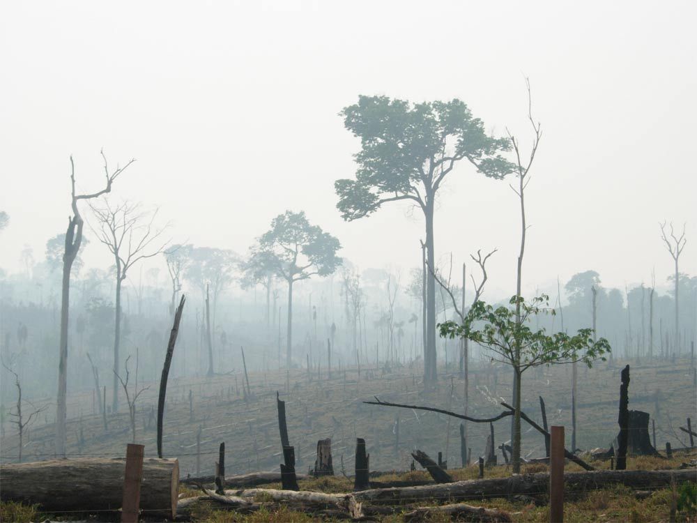 A burnt Amazon forest.