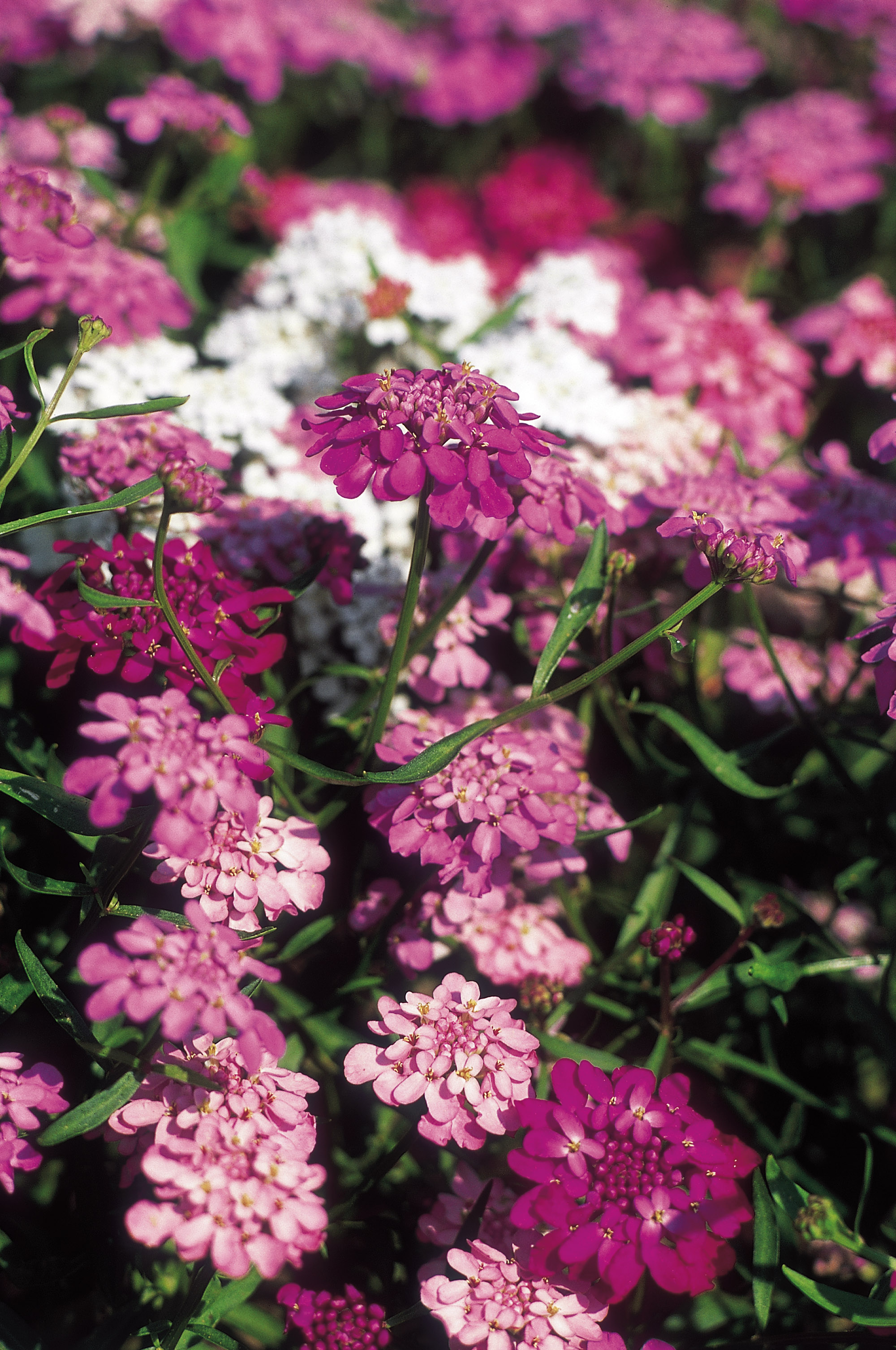 5 flower seeds to sow in June get planting for stunning summer blooms