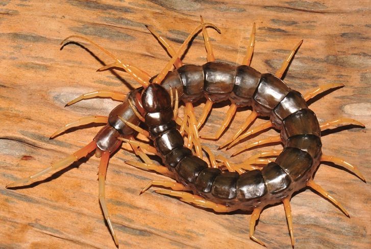 Giant centipede