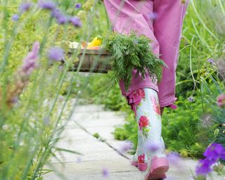 Gardener carries trug of freshly harvested vegetables through garden