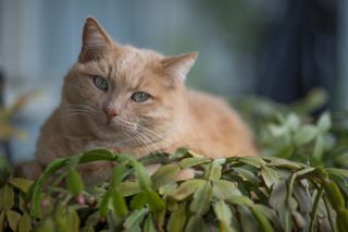 orange tabby sitting on an Easter succulent plant