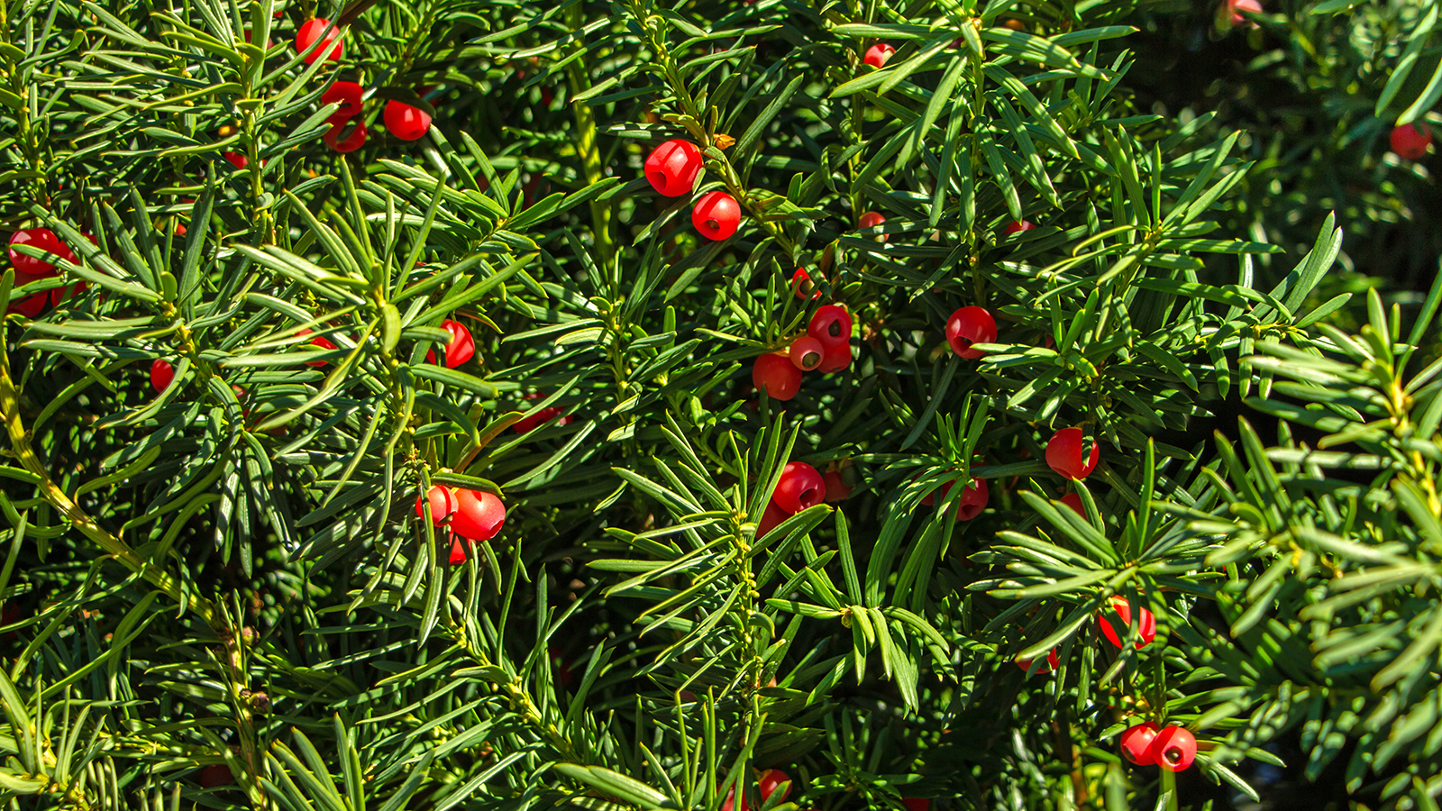 Yew tree with red fruits