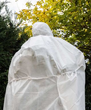 an olive tree covered with protective cloth for winter