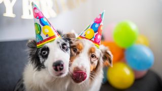 Two dogs wearing birthday hats