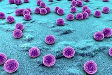 This artist's image shows spherical bacteria. 