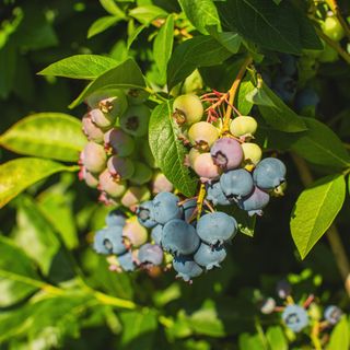 Ripening blueberries growing on blueberry bush