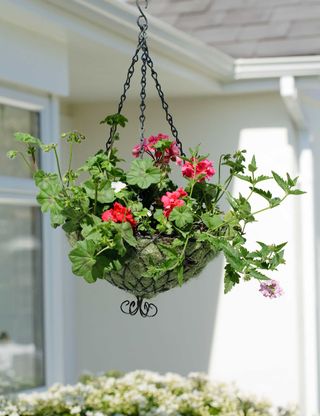 best plants for hanging baskets: pink pelargoniums in basket