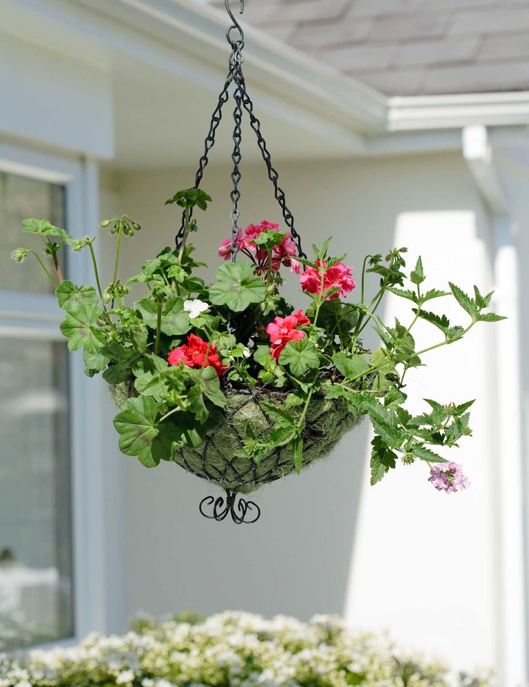 Best plants for hanging baskets: 10 picks for stunning displays up high ...