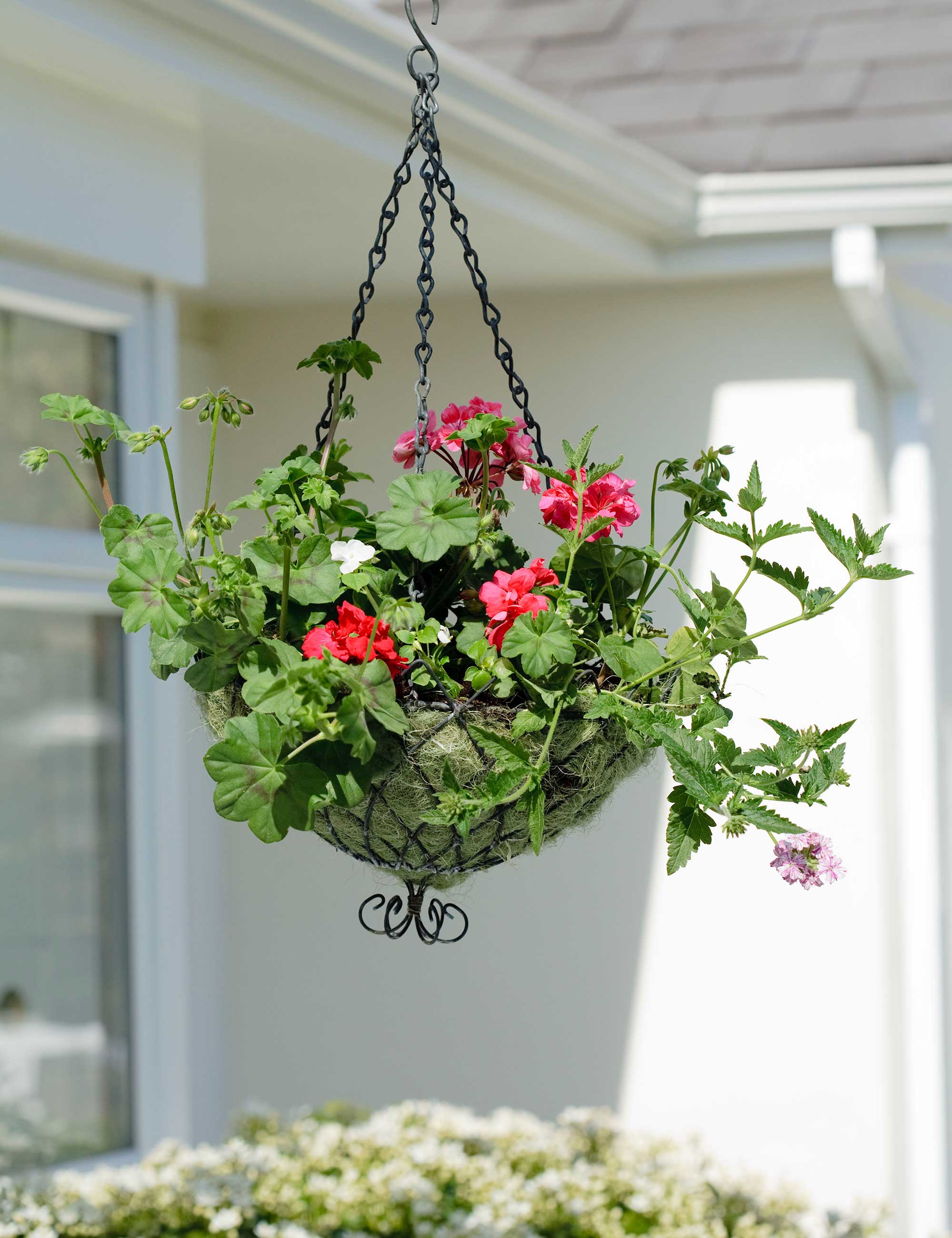 Best plants for hanging baskets 10 picks for stunning displays up high