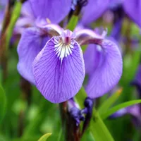 Iris setosa (aka the bristle-pointed iris) | from £10.99 at Crocus