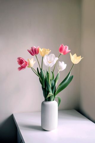 tulips in a white ceramic vase