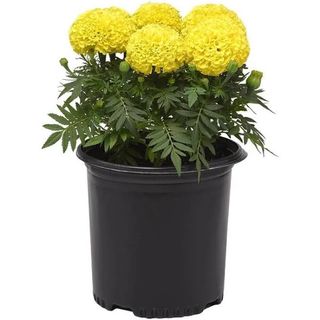 Marigold plant in a pot