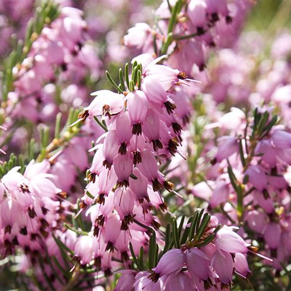 pink flower winter heather in bloom