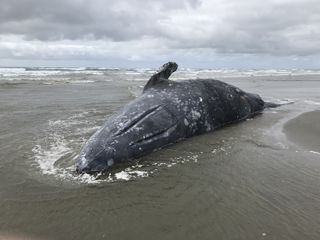 Dead gray whale