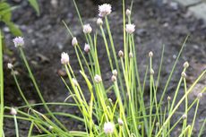 Chive Plants With Small Blooming Flowers