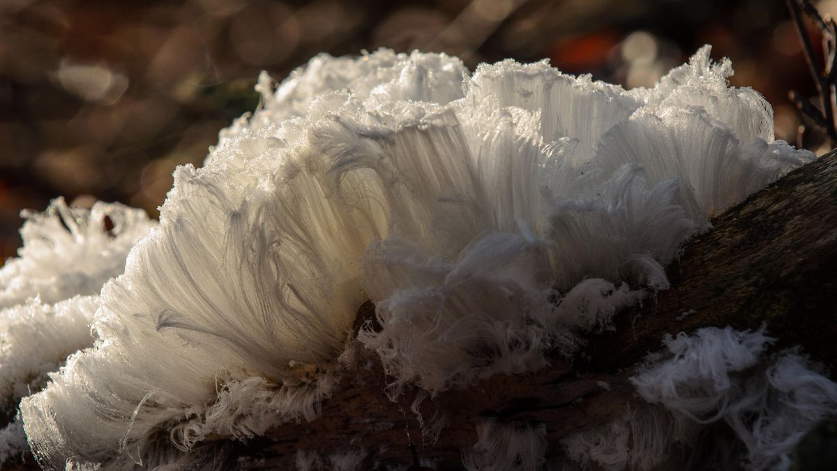 Excursionistas encuentran fantasmales ‘pelos de hielo’ aferrados a árboles en un bosque irlandés