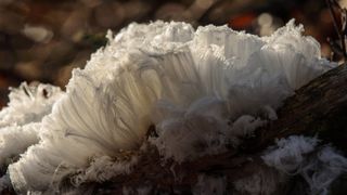 Hair ice growing from dead wood in the Netherlands
