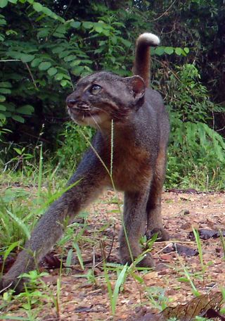 camera trap photo of bay cat in Borneo
