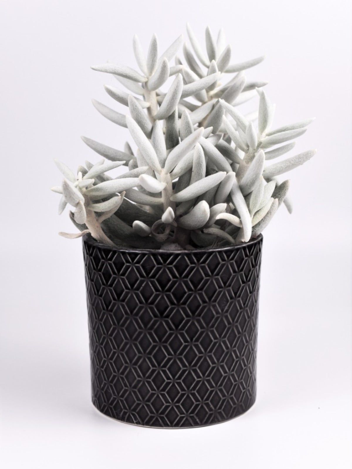 Potted White Senecio Cocoon Plant