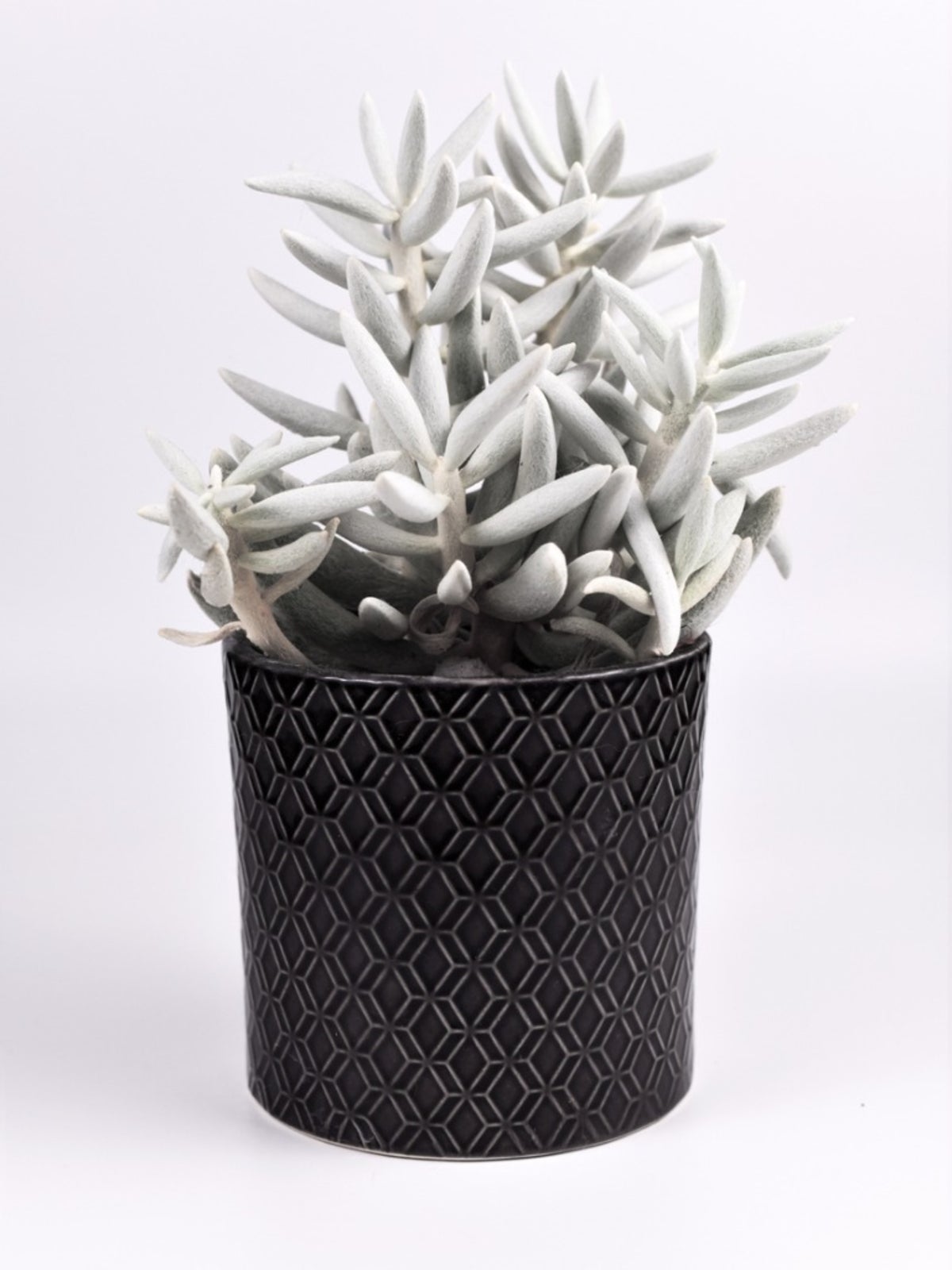 What Is A Cocoon Plant Learn About Senecio Cocoon Plant Care