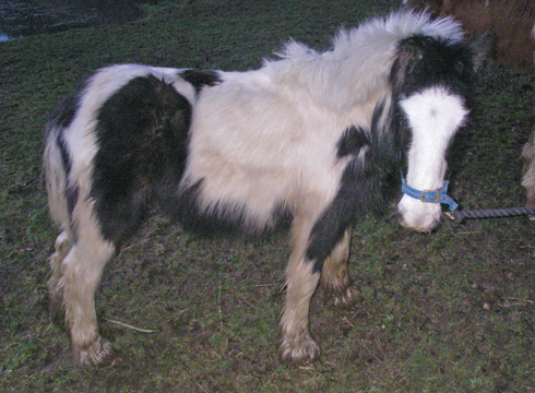 Herts-small-pony1.jpg
