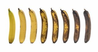 A collection of bananas in different stages of ripeness
