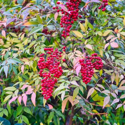 nandina domestica