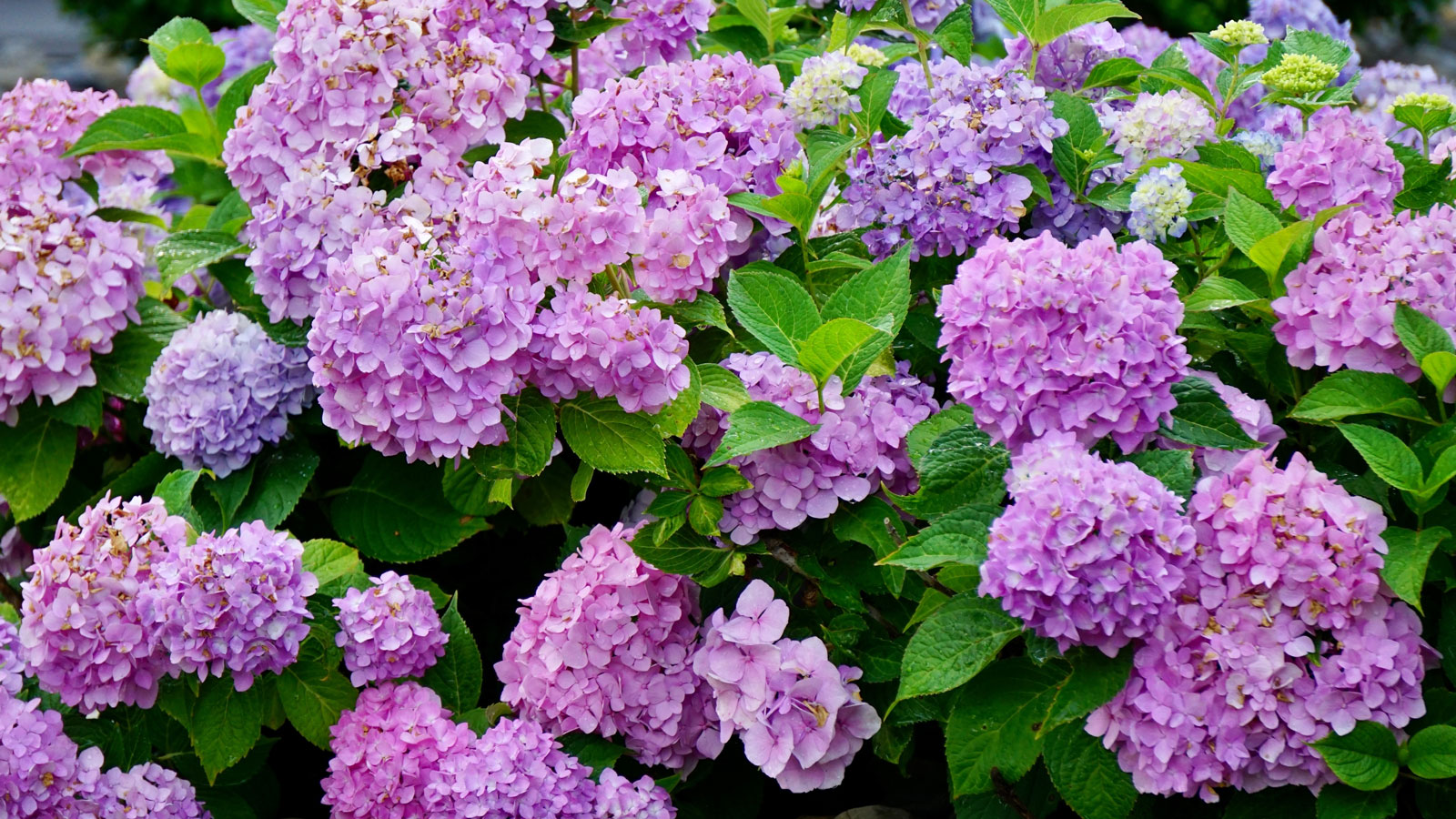 purple hydrangea shrub filled with flowers
