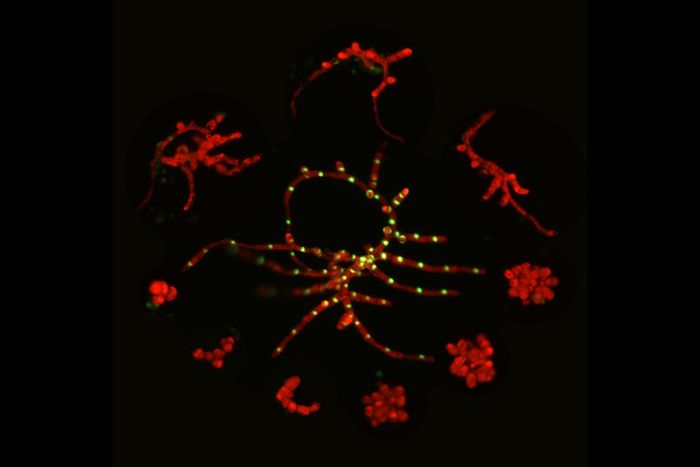 One-week-old moss plants regenerated from single cells showing chlorophyll autofluorescence
